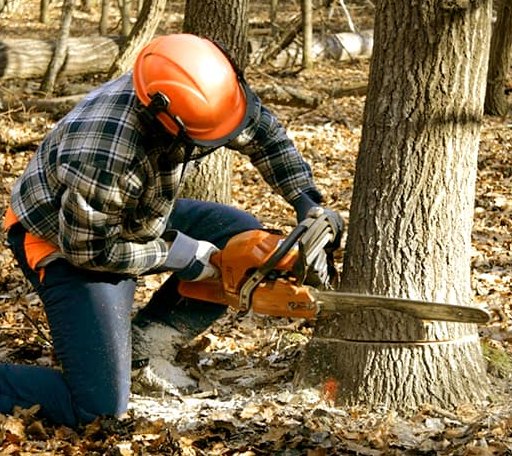 Tree Removal in Alpena, AR